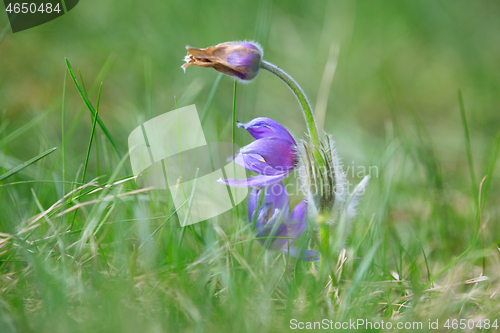 Image of blooming and faded blossom of purple pasque-flower