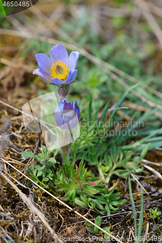 Image of blooming and faded blossom of purple pasque-flower