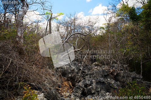 Image of dry rocky forest reserve in Ankarana, Madagascar wilderness