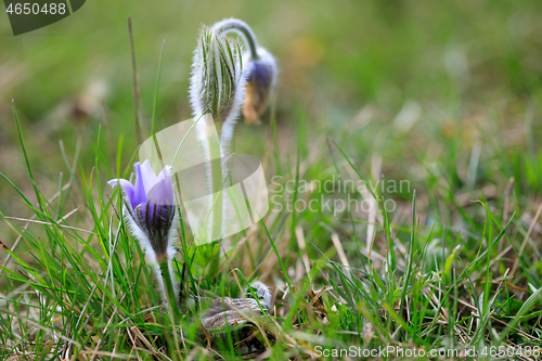 Image of blooming and faded blossom of purple pasque-flower