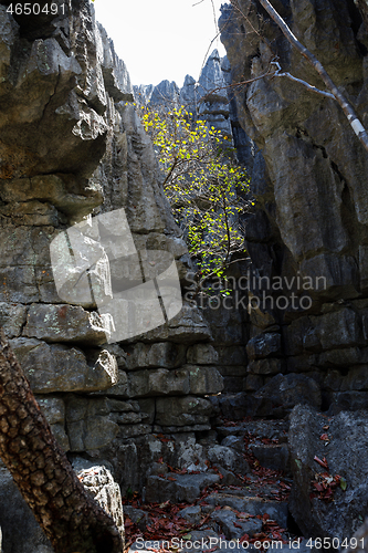 Image of Tsingy rock formations in Ankarana, Madagascar wilderness
