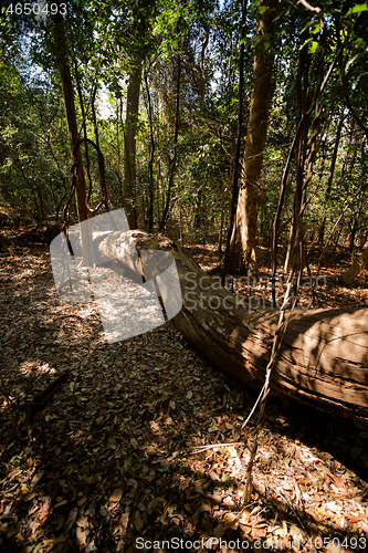 Image of dry forest reserve in Ankarana, Madagascar wilderness