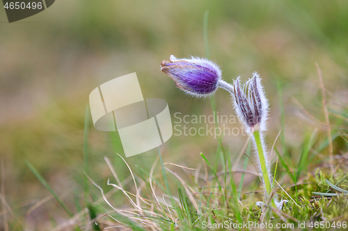 Image of blooming and faded blossom of purple pasque-flower