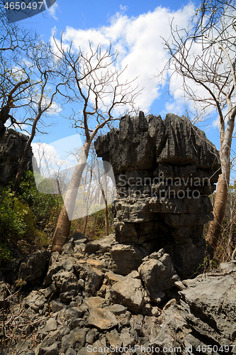 Image of Tsingy rock formations in Ankarana, Madagascar wilderness