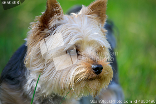 Image of Cute small yorkshire terrier