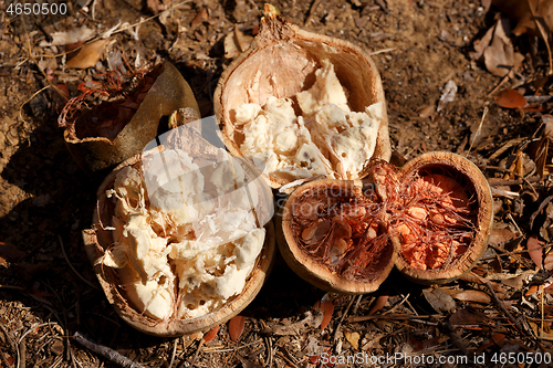 Image of Broken baobab tree fruit and seeds, Madagascar