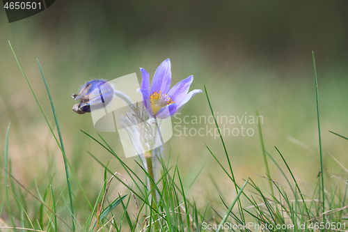 Image of blooming and faded blossom of purple pasque-flower