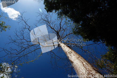 Image of trees in Ankarana National Park, Madagascar wilderness