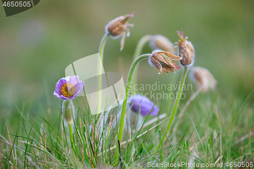 Image of blooming and faded blossom of purple pasque-flower