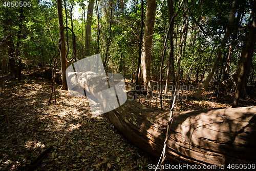 Image of dry forest reserve in Ankarana, Madagascar wilderness