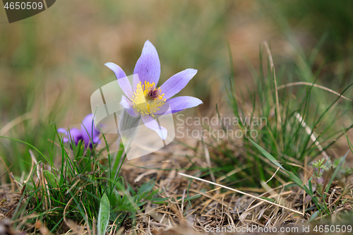 Image of blooming and faded blossom of purple pasque-flower