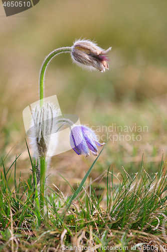 Image of blooming and faded blossom of purple pasque-flower