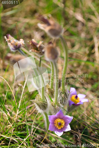 Image of blooming and faded blossom of purple pasque-flower