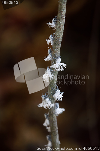 Image of Flatid planthopper nymph, Madagascar wildlife