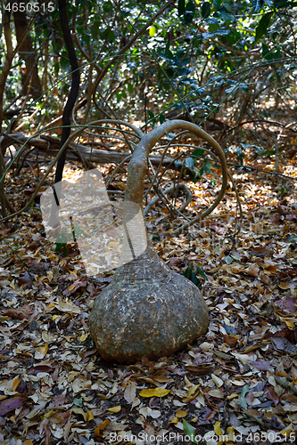 Image of Pachypodium ) tree with special shapes, Madagascar