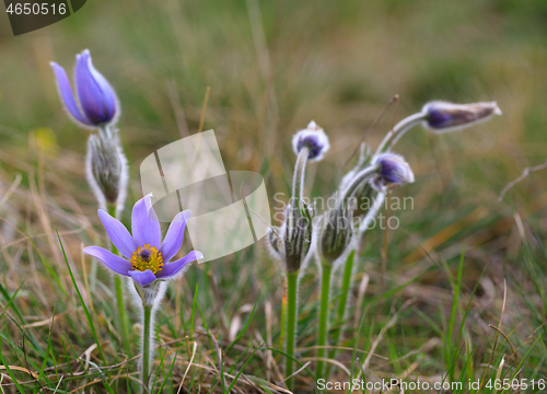 Image of blooming and faded blossom of purple pasque-flower