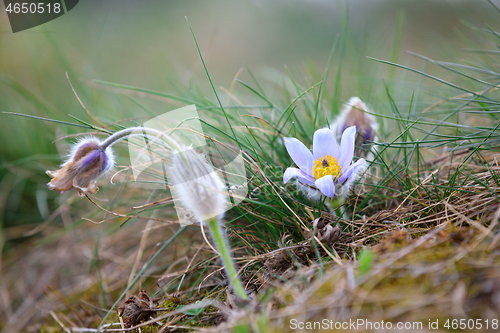 Image of blooming and faded blossom of purple pasque-flower