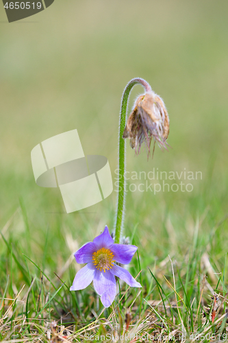 Image of blooming and faded blossom of purple pasque-flower