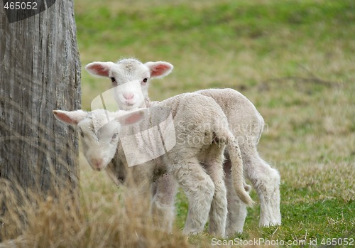 Image of two cute lambs