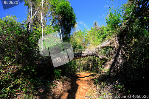 Image of landscape of dry forest reserve in Ankarana, Madagascar