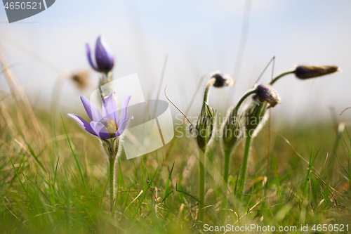 Image of blooming and faded blossom of purple pasque-flower