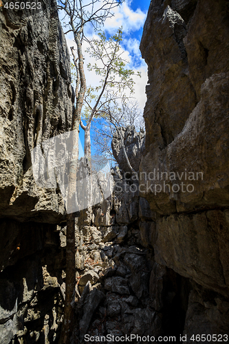 Image of Tsingy rock formations in Ankarana, Madagascar wilderness