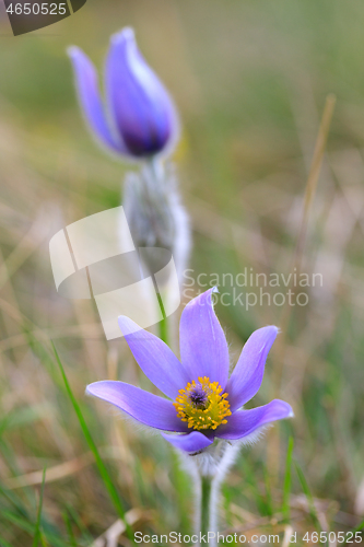 Image of blooming and faded blossom of purple pasque-flower