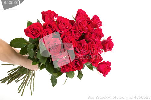 Image of fresh red roses in hand on white background
