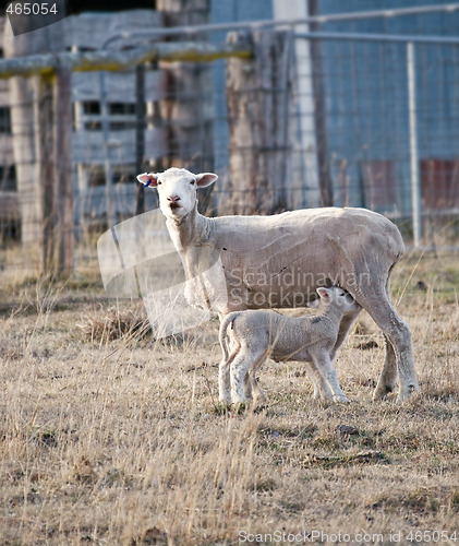 Image of young lamb getting a drink