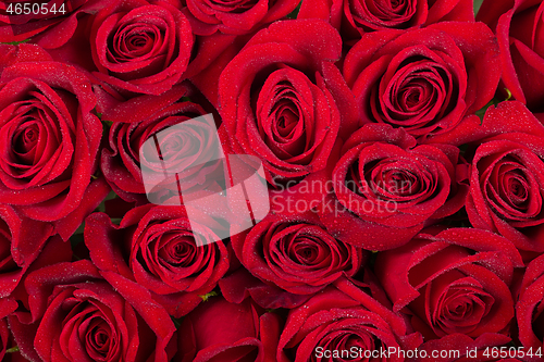 Image of fresh red roses background