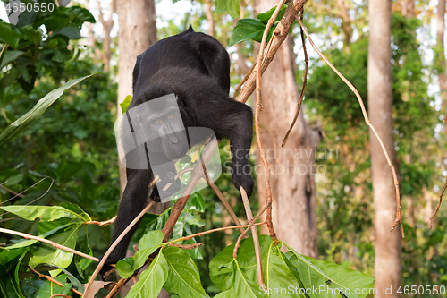 Image of endemic sulawesi monkey Celebes crested macaque