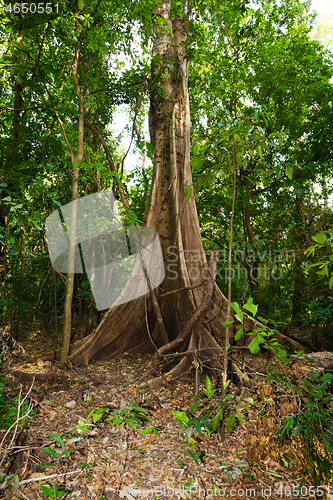 Image of massive tree is buttressed by roots Tangkoko Park