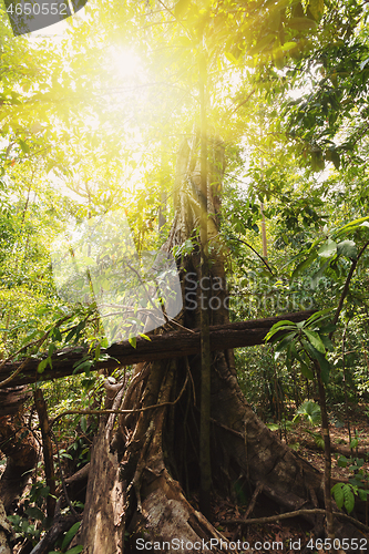 Image of jungle in Tangkoko National Park, Indonesia