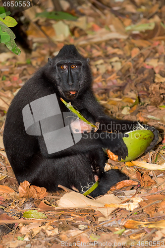 Image of sulawesi monkey with baby Celebes crested macaque