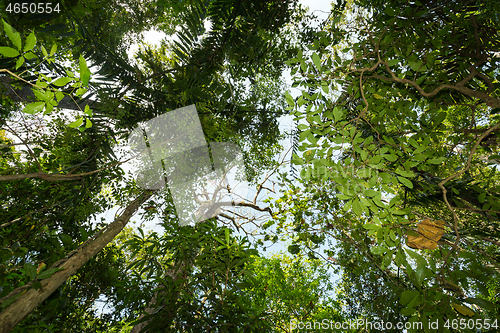 Image of tree tops in the rain forrest north sulawesi, indonesia