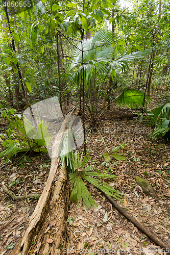 Image of jungle in Tangkoko National Park, Indonesia