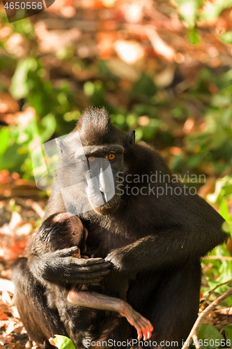 Image of sulawesi monkey with baby Celebes crested macaque