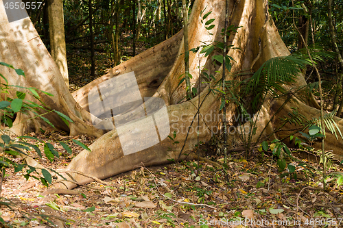Image of massive tree is buttressed by roots Tangkoko Park