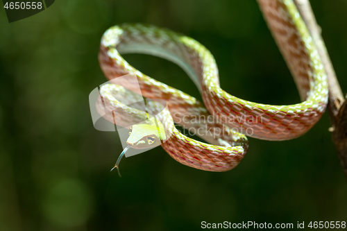 Image of green Asian Vine Snake (Ahaetulla prasina)