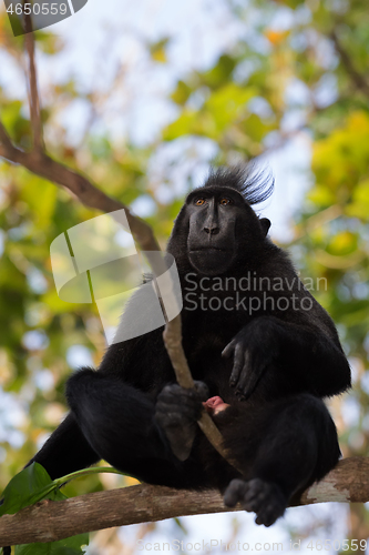 Image of endemic sulawesi monkey Celebes crested macaque