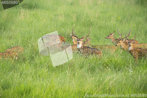 Image of Sika or spotted deers herd in the elephant grass