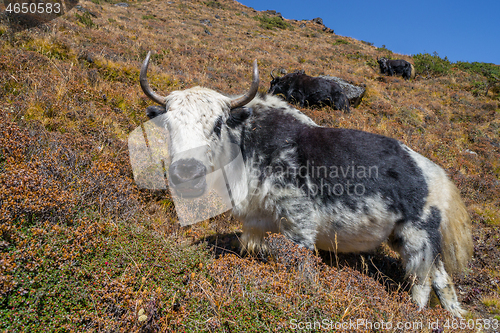 Image of Yak or nak pasture on grass hills in Himalayas