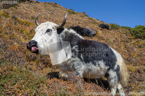 Image of Yak or nak pasture on grass hills in Himalayas