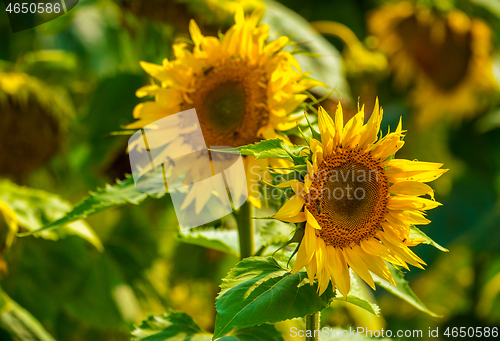 Image of Sunflower and bees in the garden