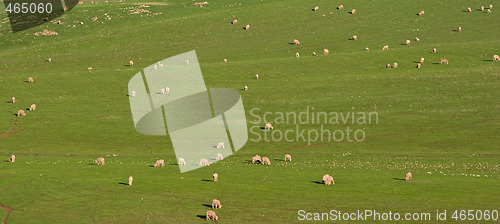 Image of sheep in the field