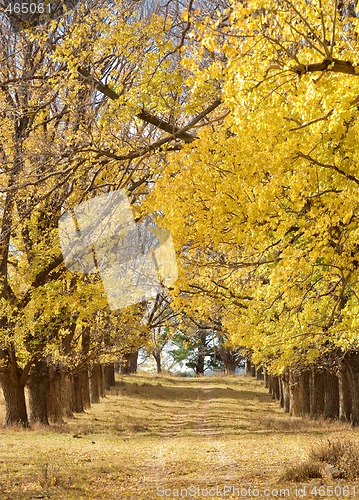 Image of autumn country road