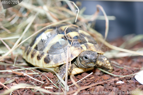 Image of Griechische Landschildkröte  Hermann's tortoise  (Testudo hermanni boettgeri)  