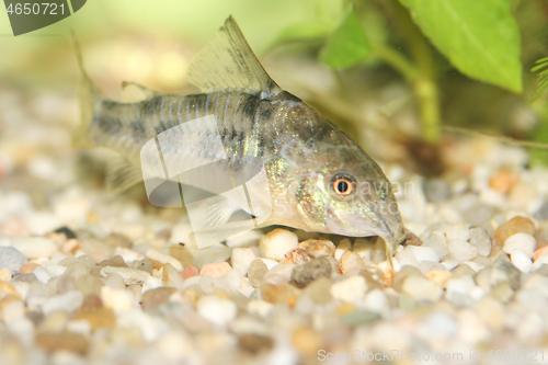 Image of Marmorierter Panzerwels  Marbled catfish  (Corydoras paleatus) 