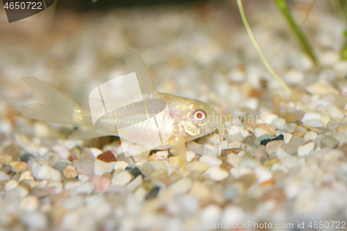 Image of Albino Panzerwels  Albino catfish  (Corydoras paleatus)  