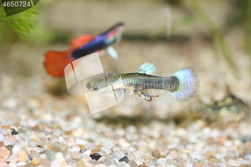 Image of Guppy   (Poecilia reticulata) 